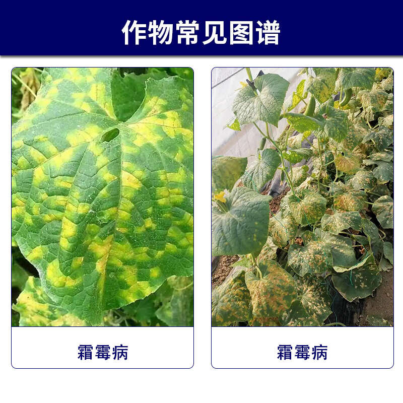 先正达集团翼选72%百菌清黄瓜霜霉病农药杀菌剂农用悬浮剂