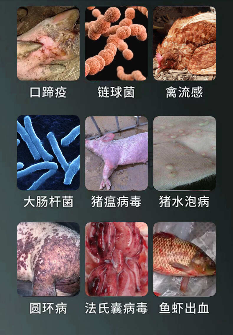 雞舍專用消毒液雞瘟鴨瘟消毒液過硫酸氫鉀消毒粉消毒液養(yǎng)殖場專用