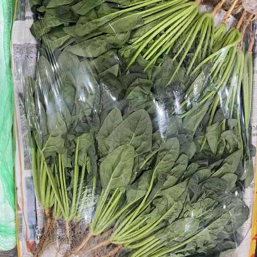 汕头【菠菜】大叶菠菜，量大货优，产地直发，供应各大商超，电商
