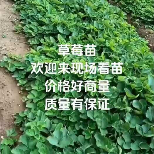 顺平县草莓苗