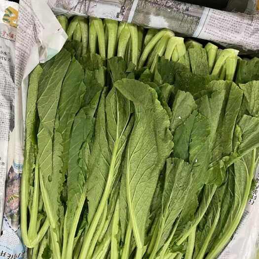 汕头【春菜】大叶春菜，量大货优，产地直发，供应各大商超，电商