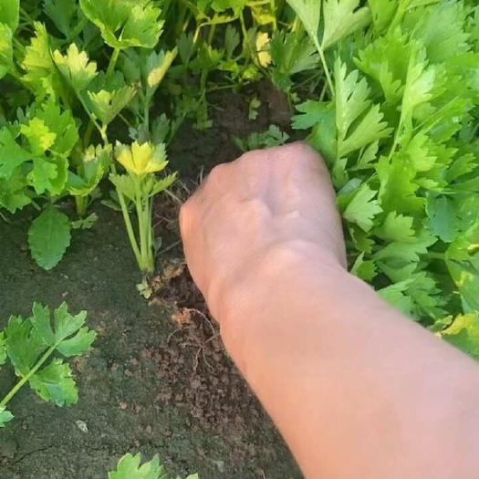 寿光市地拔芹菜苗寿光优质芹菜苗法国皇后西芹苗