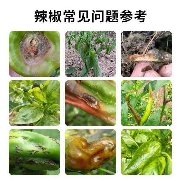 辣椒疫病清复合微生物菌剂辣椒番茄黄瓜豆类专用叶面肥肥料