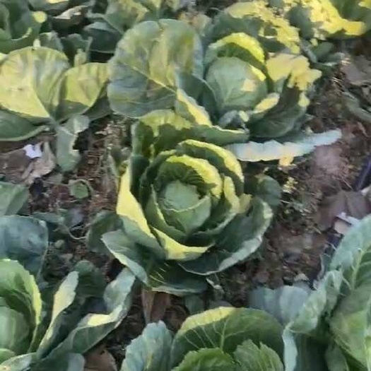 永宁县牛心甘蓝