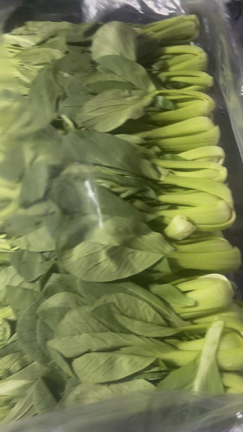 食品厂油菜 上海青 工厂食堂大量供货不断货