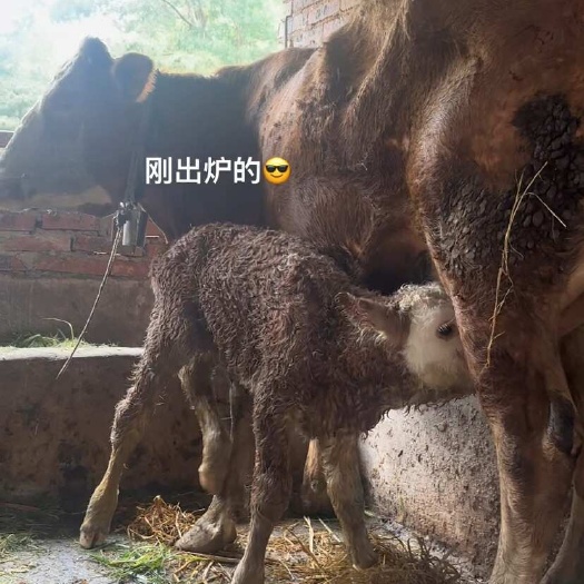 新邵县散养母牛