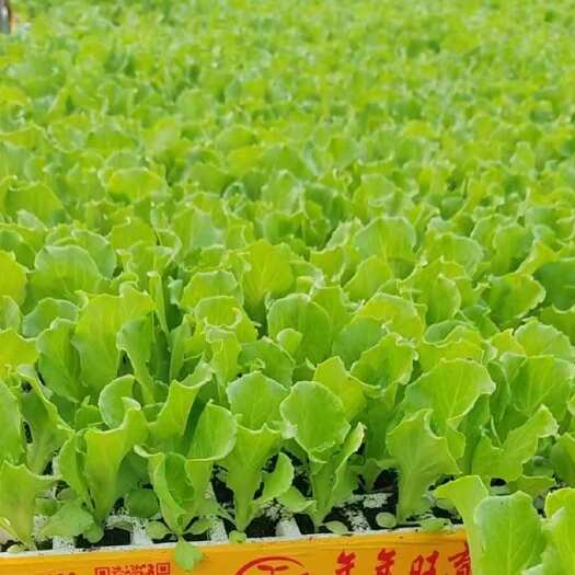 荥阳市生菜苗好养适应土壤意大利生菜苗口感鲜嫩生菜幼苗