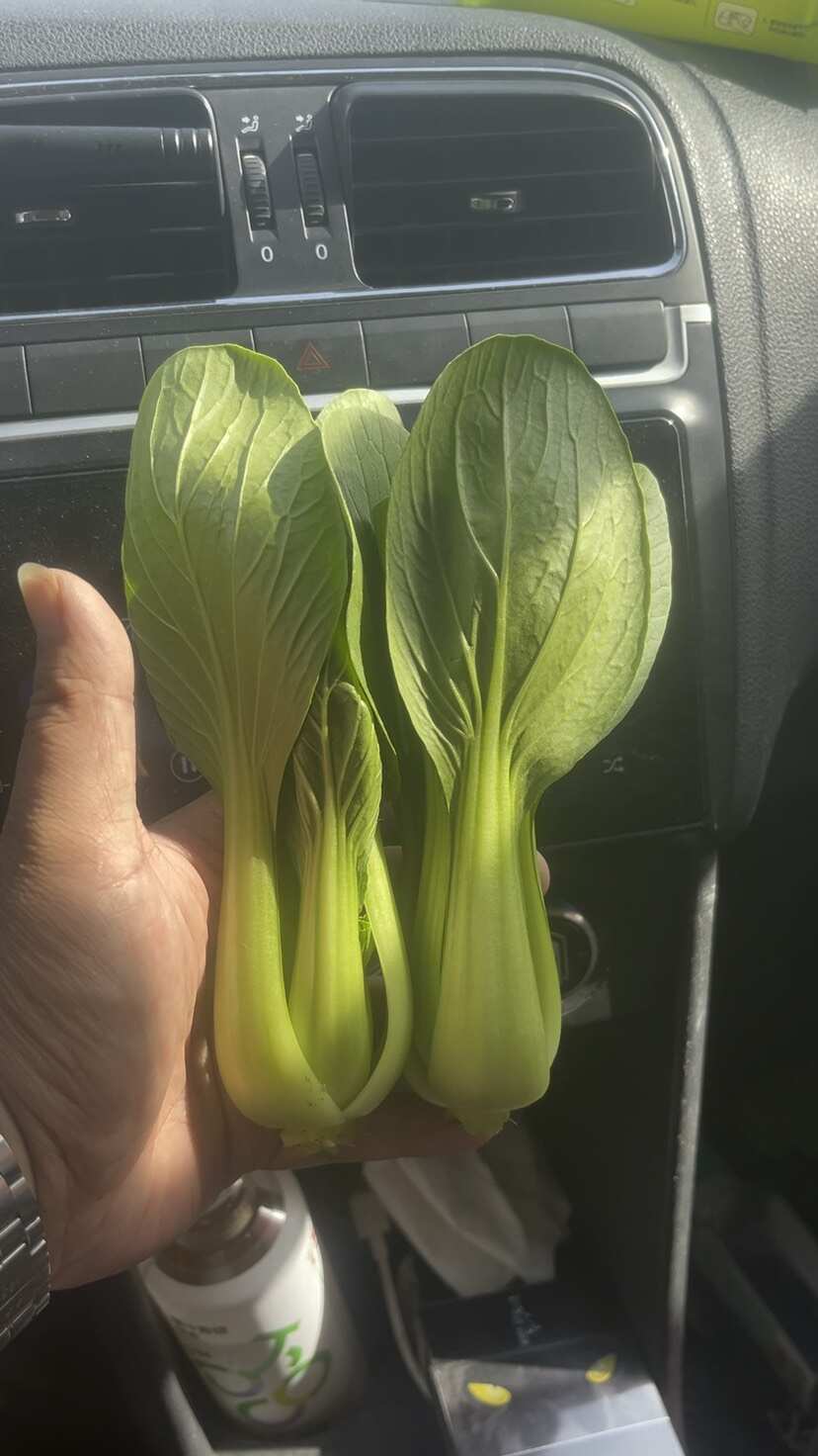 食品厂油菜 上海青 工厂食堂大量供货不断货