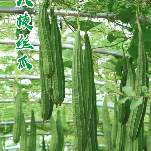 丰顺县丝瓜苗 菱角丝瓜苗 肉丝瓜苗 优质高产 基地直供