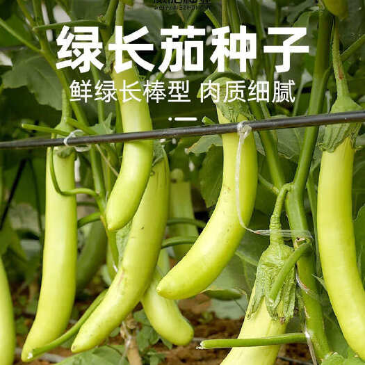 丰顺县绿长茄子苗 茄子苗 优质高产 基地直供