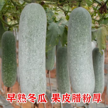 丰顺县白皮冬瓜苗  冬瓜苗 优质高产 基地直发