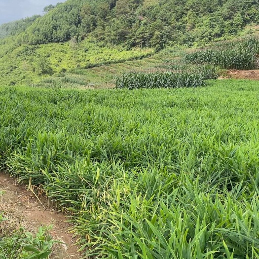 长沙大量嫩姜出售，价格可以躺，适合就卖，非诚勿扰