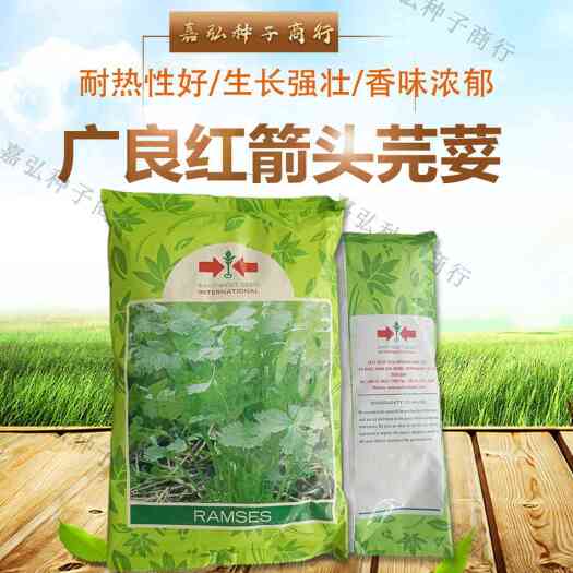 义乌市泰国广良红箭头芫荽香菜种子抗病肉质清脆香味浓郁不易烂心倒塌