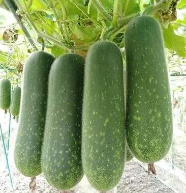 丰顺县毛瓜苗 节瓜苗 优质高产 基地直供