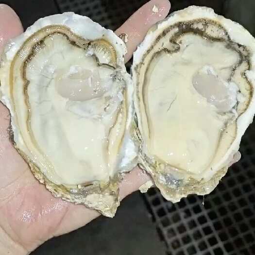 大连显个头，皮薄馅大