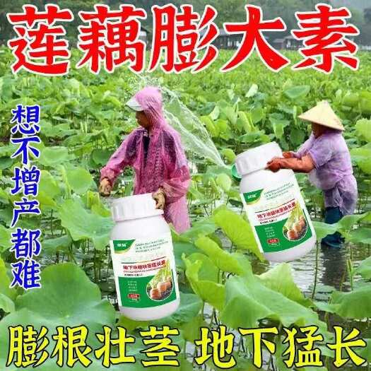 长沙莲藕膨大素地下根茎快速膨大增产早熟藕节长圆增粗莲藕叶面肥