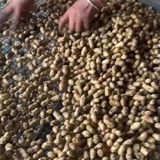 明光市安徽小白沙 大量上市