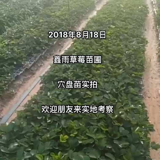 顺平县草莓苗