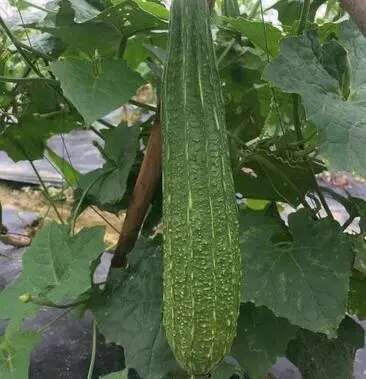 丰顺县花点丝瓜苗 丝瓜苗  优质高产 基地直供