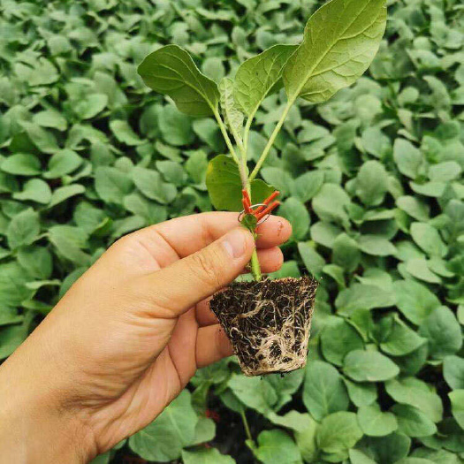 丰顺县嫁接茄子苗烧烤茄苗中茄苗基地直发抗病性好