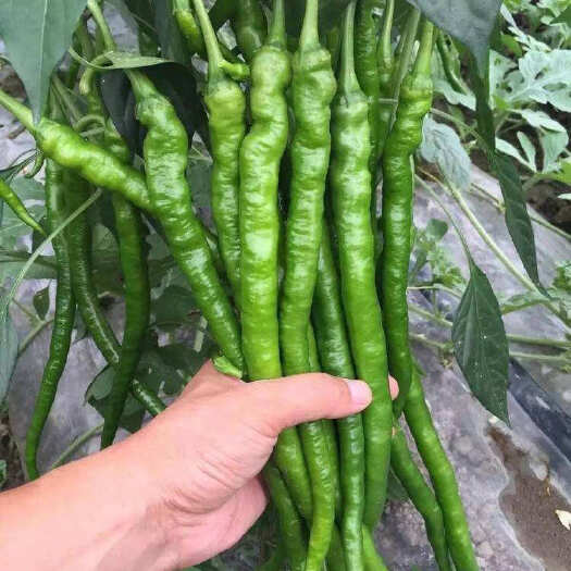 丰顺县线椒苗 辣椒苗 优质高产 基地直供