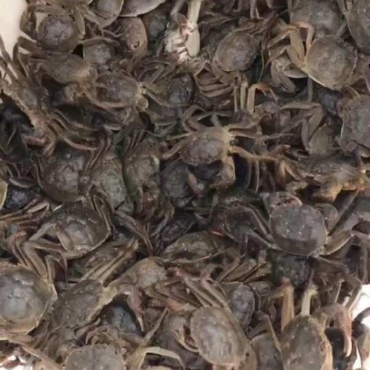 兴化市正宗兴化大闸蟹。