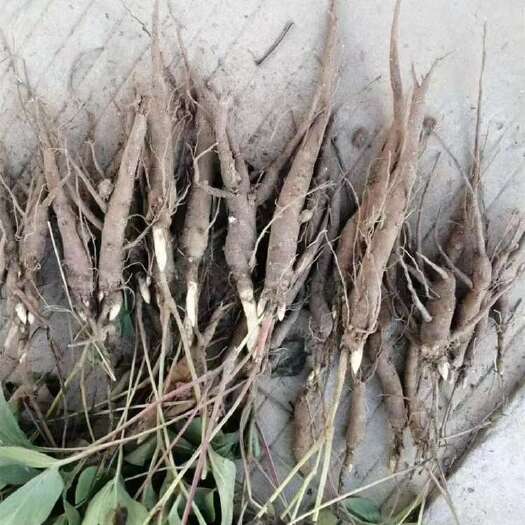 仁寿县白芍种苗优产，免费提供种植技术，加工回收鲜货成品