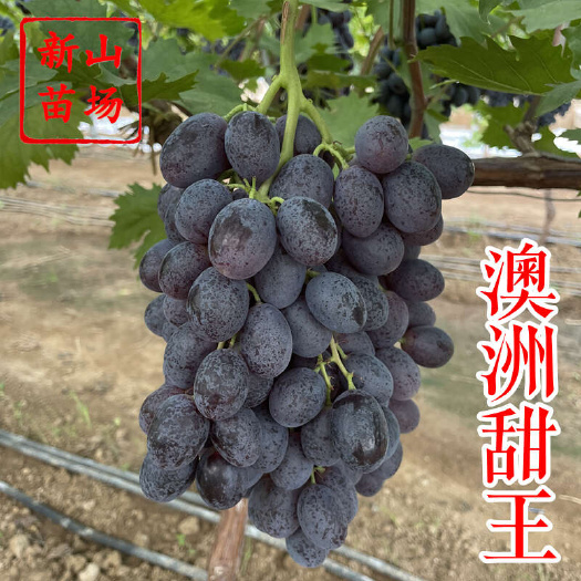 嵊州市澳洲甜王葡萄苗 黑色脆地球酥黑提新品种无核易管理嫁接葡萄树苗