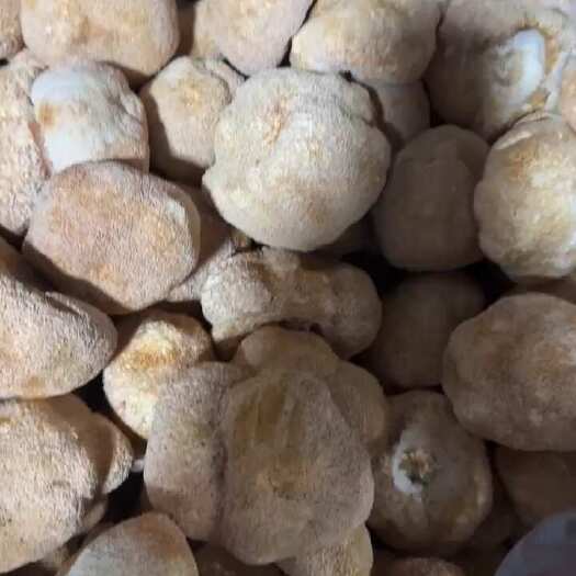 昆明新货猴头菇