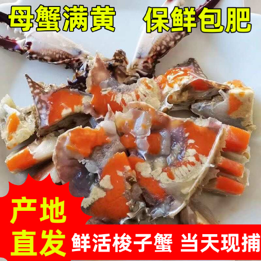 梭子蟹满黄红膏母梭子蟹,当天现捕 梭子蟹鲜活速冻!只做好货!