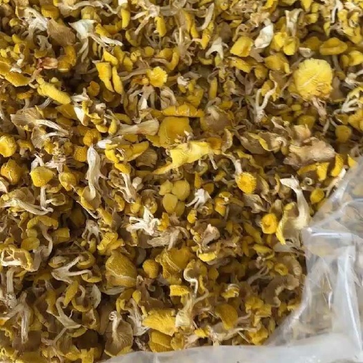 昆明云南特产鸡油菌批发零售支持代发货产地直供