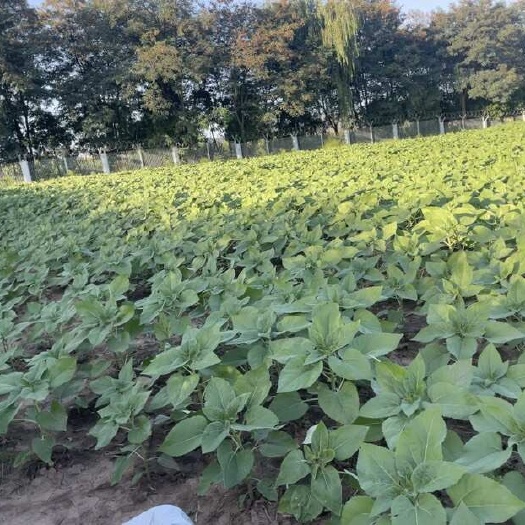 天水文森特向日葵大量上市