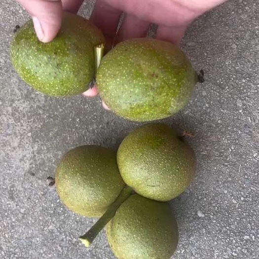 施甸县青皮核桃 生态核桃 无农药 有20吨左右