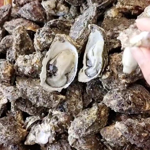 诏安县珍珠蚝