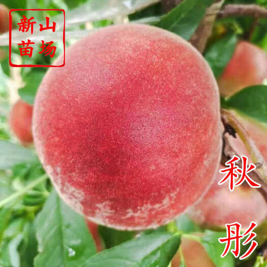 嵊州市秋彤桃苗 美国新品种离核晚熟8月9月秋雪桃子树苗品种简介绍