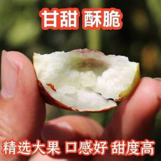 无棣县冬枣 拐三8:12克拐二 10…15克,大量有货，产地直发