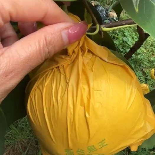 泸西县云南高原梨雪花梨
