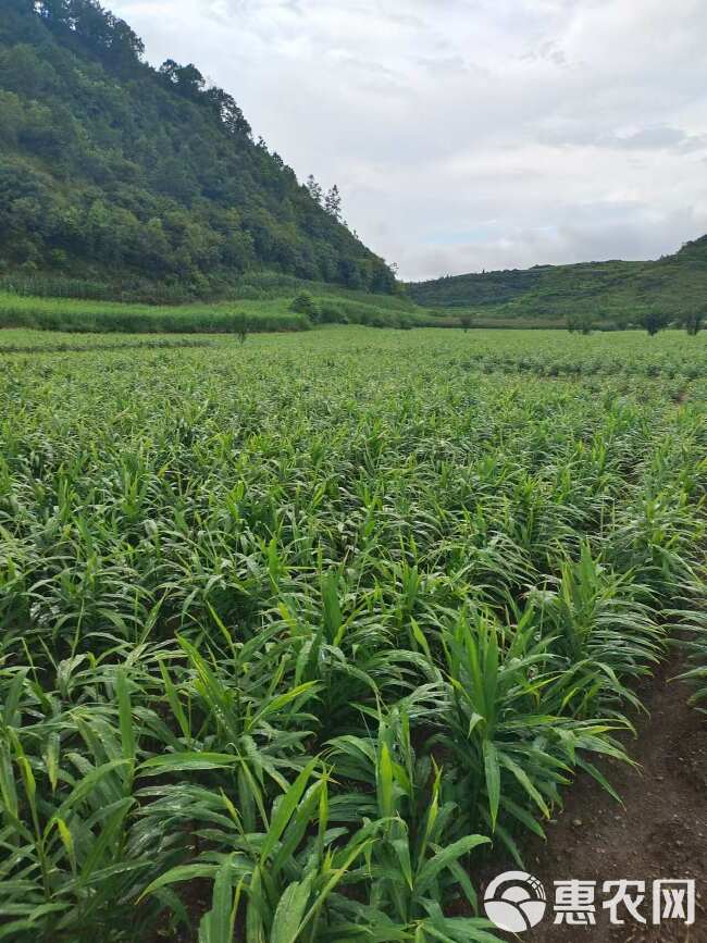 【自家种植】小黄姜，现挖现发，新鲜现货，量大价优，欢迎咨询