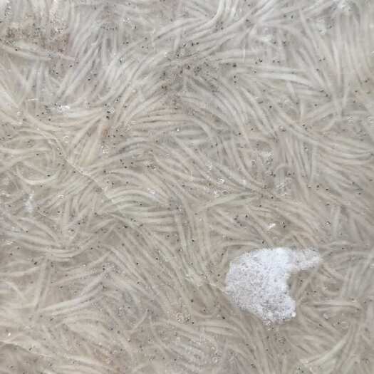 信阳冻板银鱼