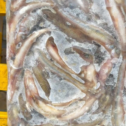 信阳冻板船丁鱼川丁鱼