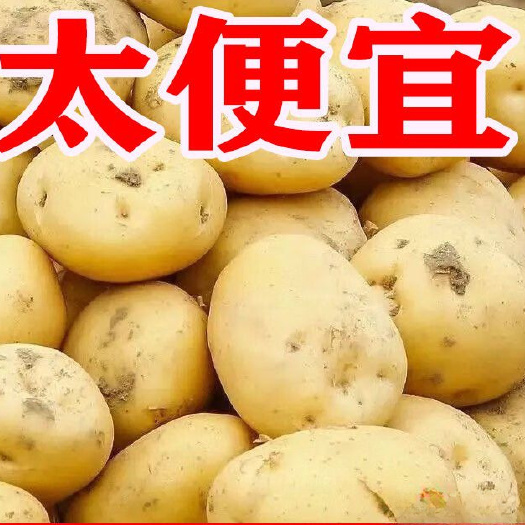 平阴县山东土豆内蒙土豆，济南，平阴土豆大量批发价格实惠。