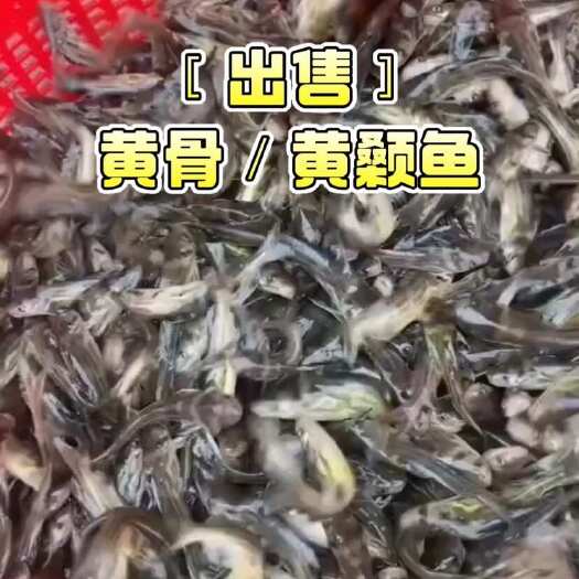博罗县黄颡鱼苗／黄骨鱼苗／黄辣丁