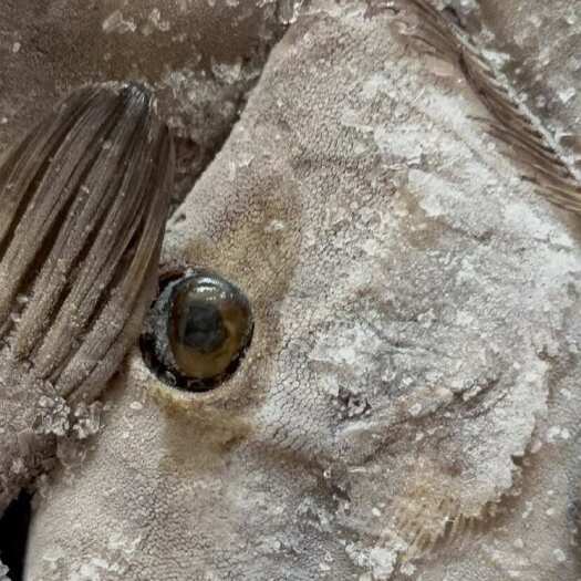 福州船冻 圆迪 小皮