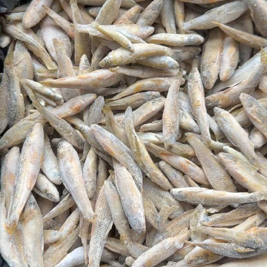 信阳单冻麦穗鱼