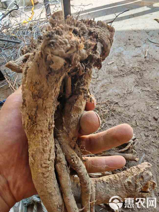 甘肃岷县原产地中药材黄芪，量大价优，包邮，欢迎咨询