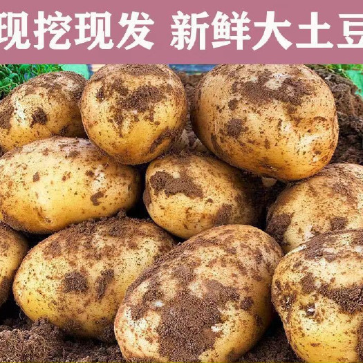 山东肥城大棚荷兰十五土豆大量上市货源充足发货全国