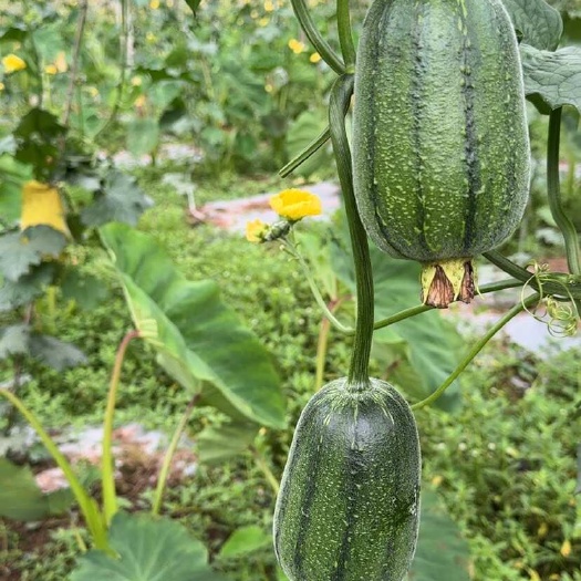 沐川县苹果丝瓜