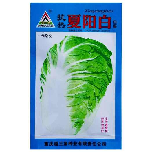 沭阳县抗热夏阳白白菜种籽大白菜种子早熟耐热耐湿春夏秋播大田基地专用