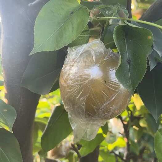 东海县晚秋黄梨纸袋大量供应，一手货源，全国代发，诚信代办