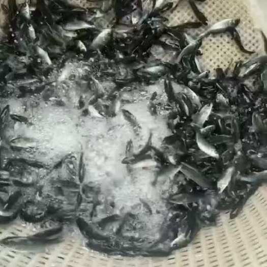澳洲银鲈苗，适应能力强，基地直供，全程养殖技术指导